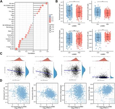 Multi-omics analysis of LAMB3 as a potential immunological and biomarker in pan-cancer